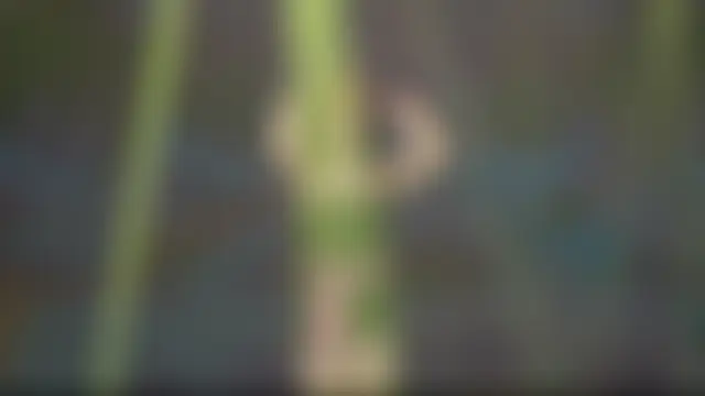 Wily-07's Webcam Show