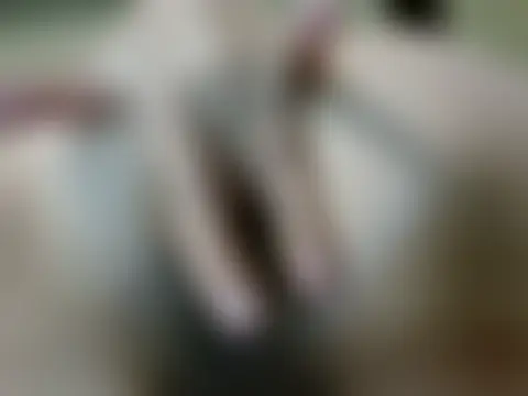 MyLittleRiceBunny's Live Sex Cam Show