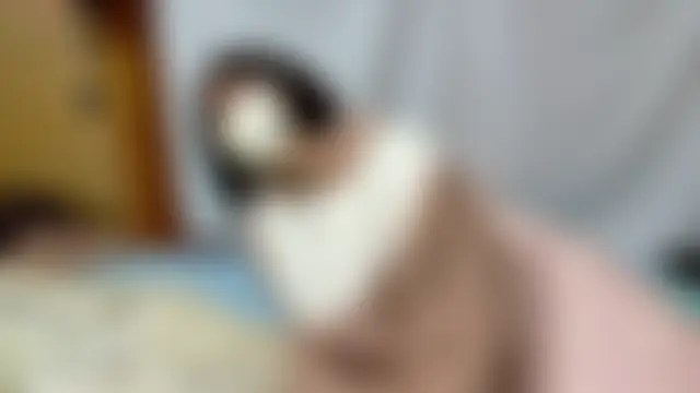 chii_chan_o0: διαδικτυακό σόου στην κάμερα