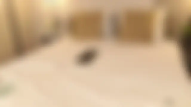 EvaEliss' Live Sex Cam Show