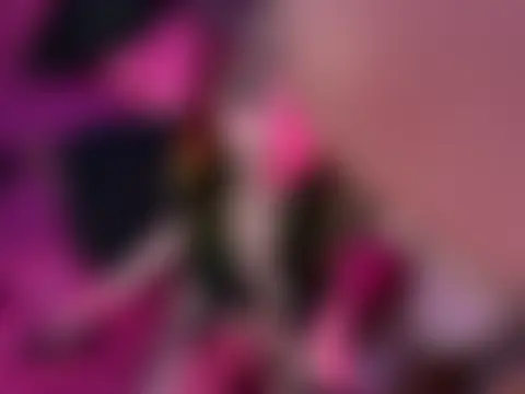 ChrryFoxx's Webcam Show