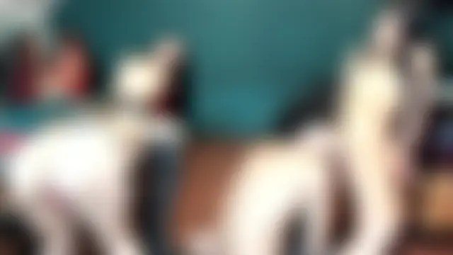 theorder-ofladys' Live Sex Cam Show