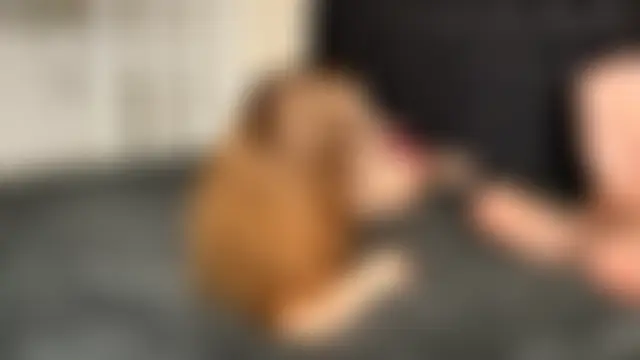 Lovely_Bunnyhot's Webcam Show