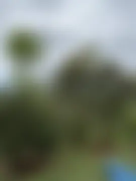 Rose-andres' Webcam Show