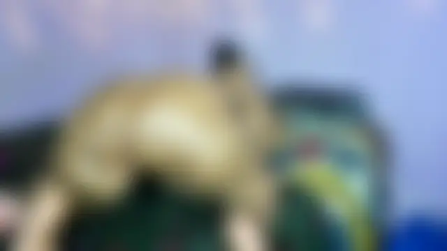 wilmaassylum's Webcam Show