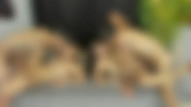 hotsatisfactionGGH's Webcam Show