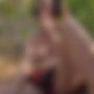 KittyWhispers' Live Sex Cam Show