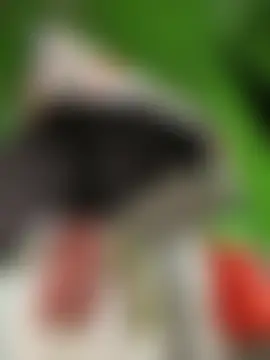 Miia_Jazmin's Webcam Show