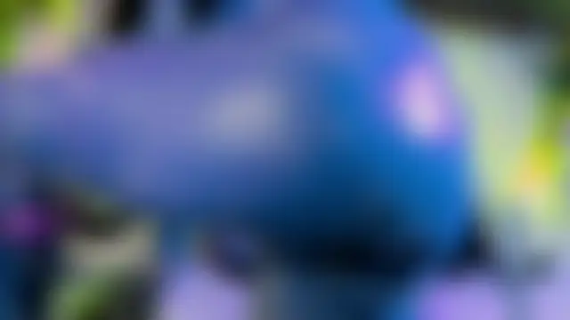 AVA_MALAIKA's Webcam Show