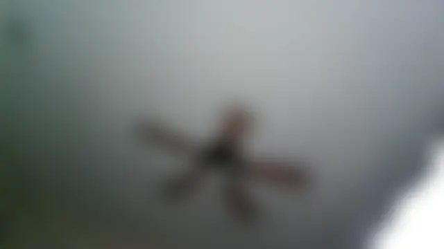 RinsingWood84 webkamerás műsora