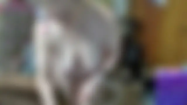 Show de webcam de Olgusha