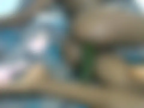 Sexxieshanty's Webcam Show