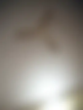 Show de sexo ao vivo de indianshycouple