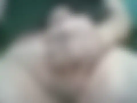 Онлайн чат lattenjo