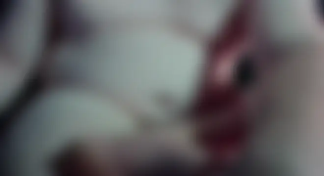 Show de Lord_Urso_Polar na webcam