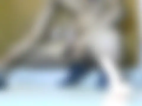 Chat ao vivo de roadies