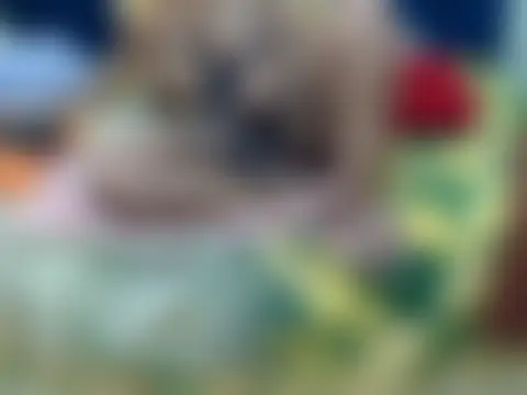 CurvyAssXX21 现场聊天室