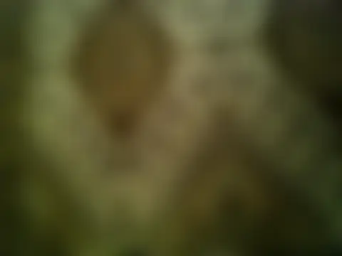 FayInessaKiss লাইভ XXX চ্যাট