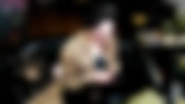 Imperatriza – Naživo XXX chat