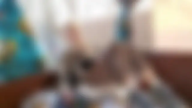 Show modela Vuitton na web-kameri