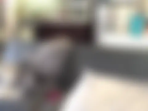 littyleesh1's Webcam Show