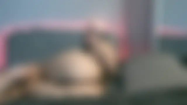 Bunnyela1 실시간 채팅방