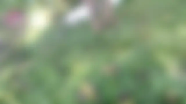 Živá chatovací místnost esmeralda_li