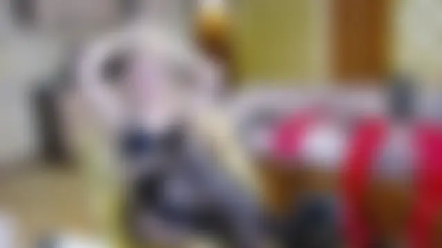 DomCaprisse Adlı Modelin Canlı Sohbet Odası