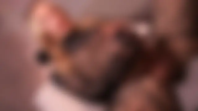 _Your_fenka_ 网络视讯表演