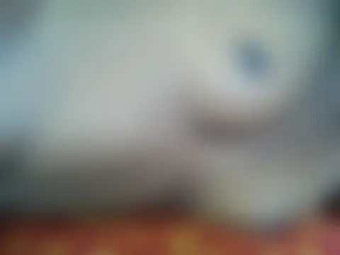 Rato250 ওয়েবক্যাম শো