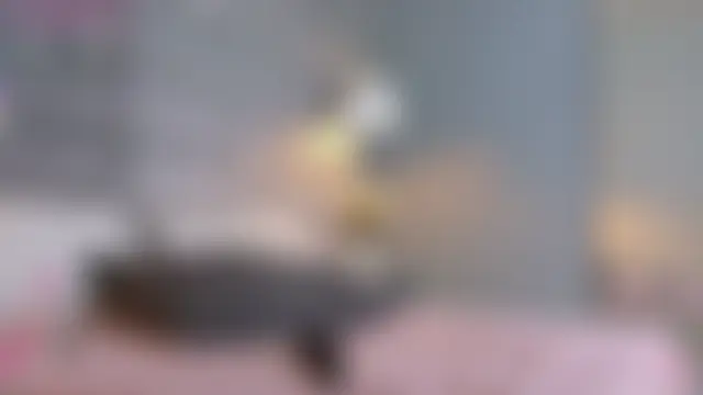 PaulaVegaa Live XXX-Chat