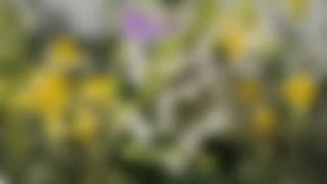 Онлайн чат Cynpai