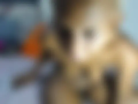 BootySoYummyX Live Chatraum