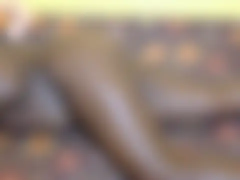 Quueenafrica 现场聊天室