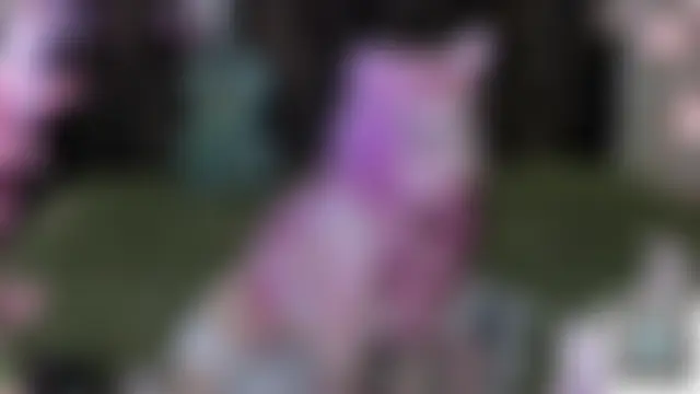 Sembang XXX Secara Langsung MisaRisaChan