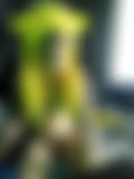 gomitaboy1 Show Webcam