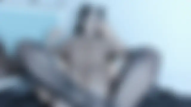 Show webcam de hinazuru