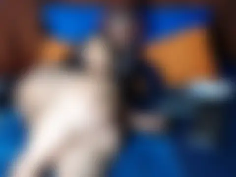 BootyAssx Chat Room in diretta