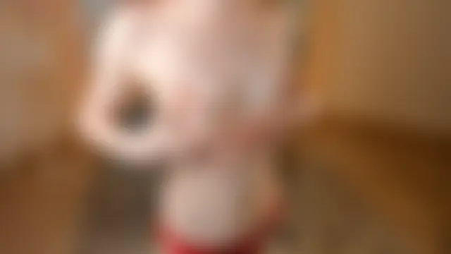 Pertunjukan Kamera Web DawnByard