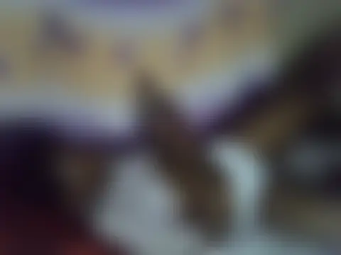 Show de cute-shamza na webcam