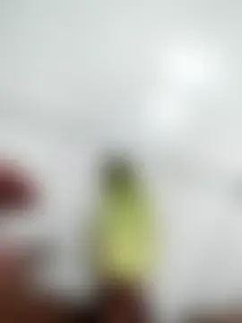 Show modela visaolaibuon na web-kameri