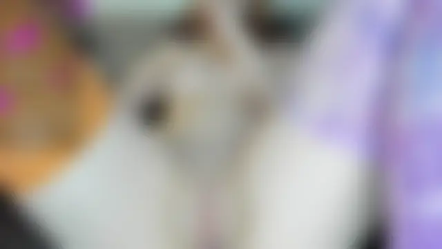 Show webcam de kisssiiik