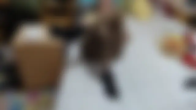 Dorina – webcam-show