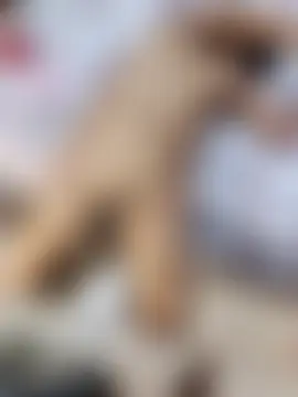 Вебкам-шоу La_Perra12