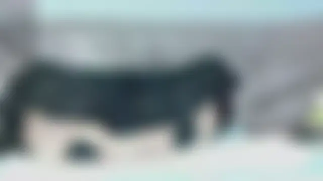 P-Pink Adlı Modelin Web Kamerası Şovu