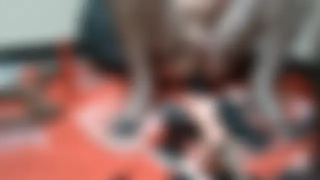 denisboyfucktoy's Webcam Show