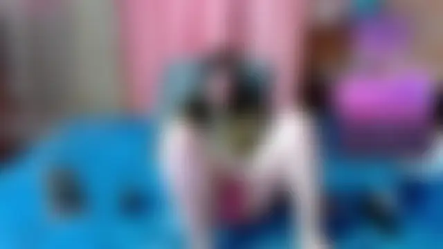 Chat +18 de Maggie_Fox3 ao vivo