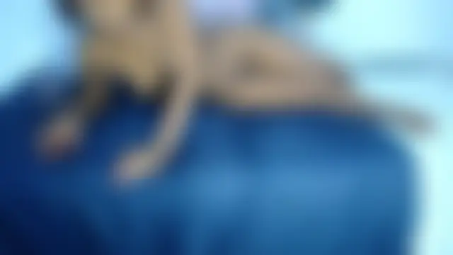 دردشة BootySoYummyX الجنسية المباشرة