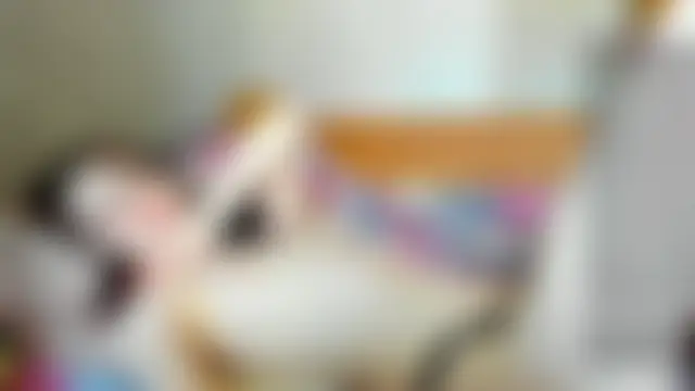 EvonDalesのウェブカメラショー