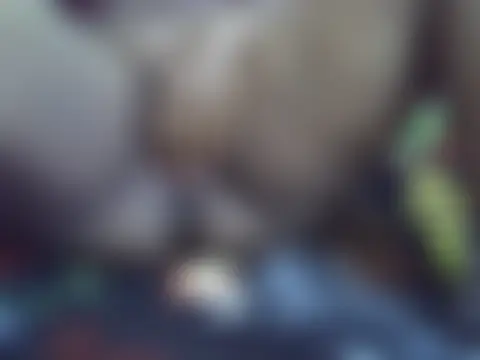 ebonyzoey Live Chatraum